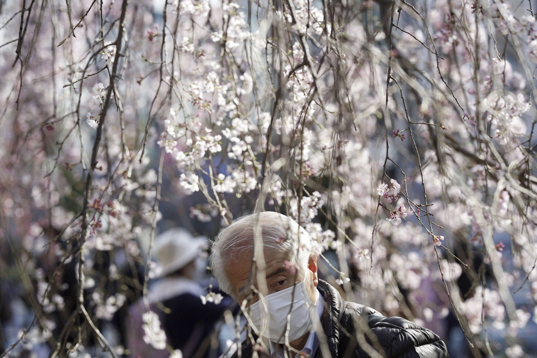 Climate Crisis Is Putting Japan'S Cherry Blossoms First 7 Japan Cherry Blossom Photo Gallery